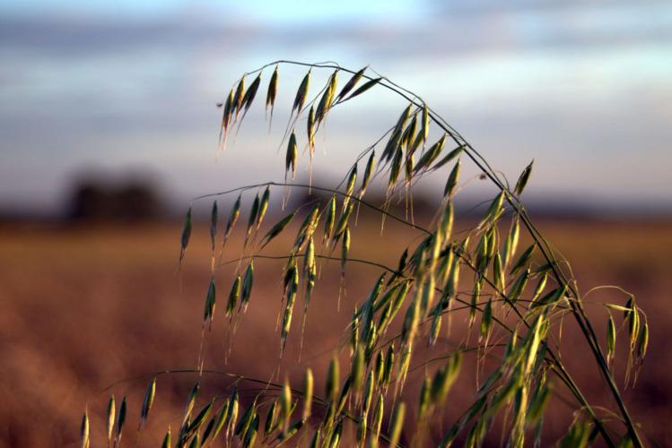 Oats-smaller-1024x684.jpg