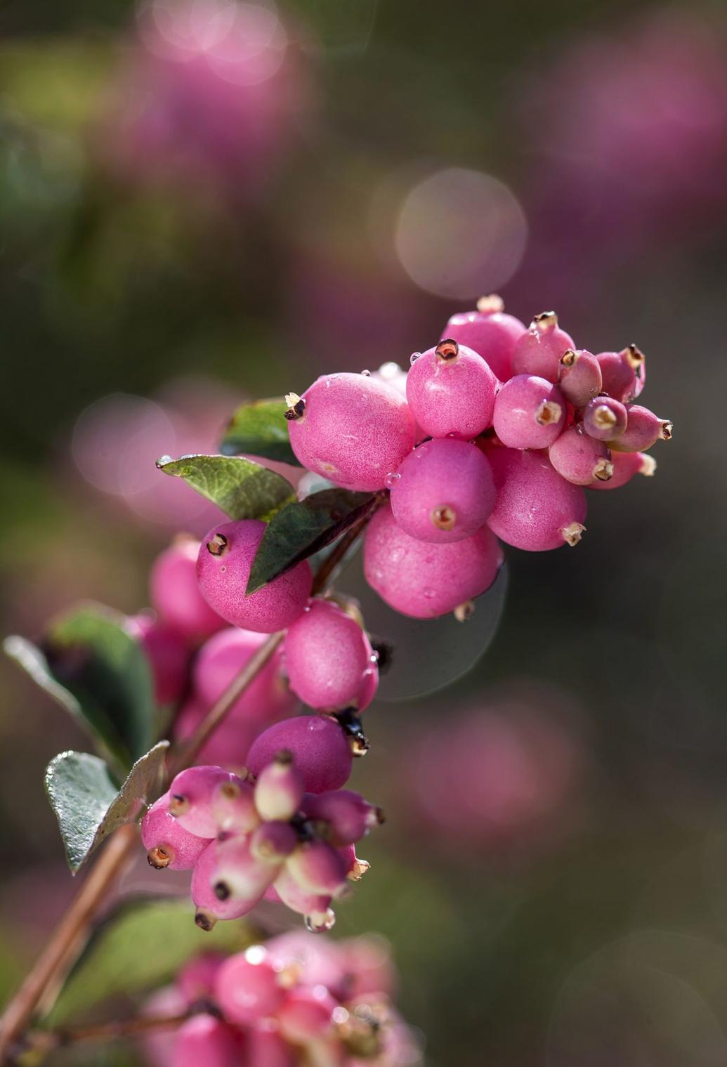 Coralberry varieties can help add color throughout the winter season
