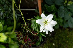062526-owh-new-gardenwalk-jc-8.JPG