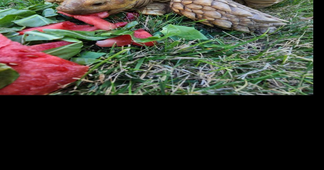 Sunflowers spice up the menu for Brutus, an 85pound tortoise who