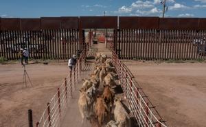 'It's a relief': How 100% inspections regulate Mexican cattle exports to US