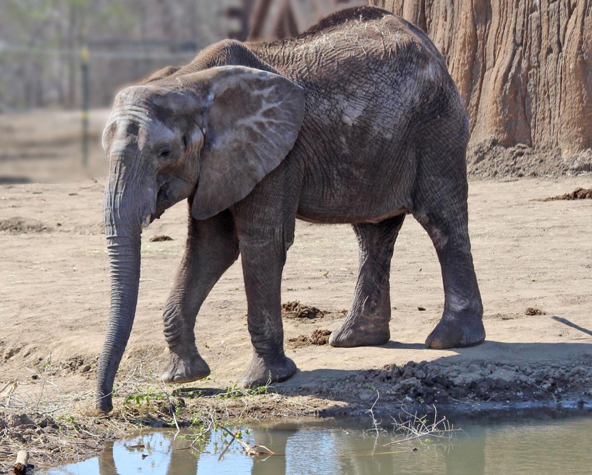 1 year later, elephants have made Omaha zoo their home – but staff