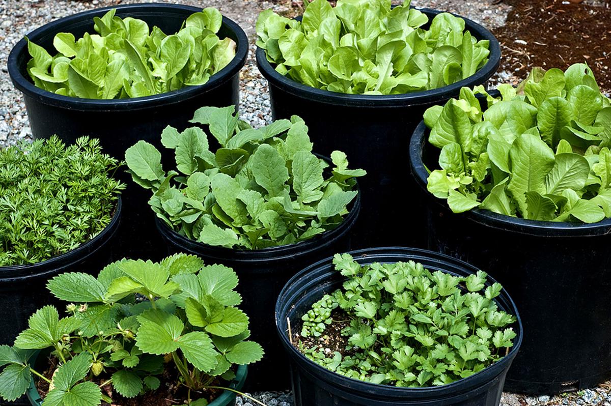 Container Garden Perfect For Vegetables Herbs Bellevue Leader Container Garden Perfect For Vegetables Herbs