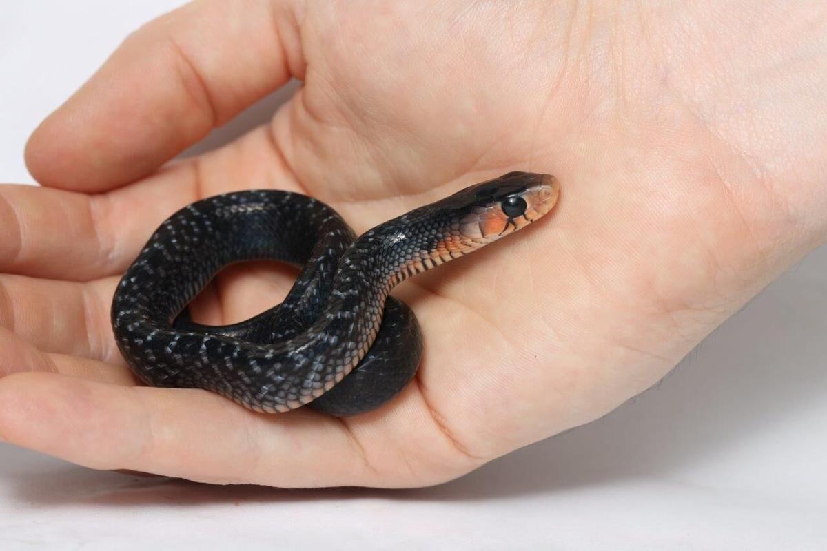 Eastern Indigo Snake