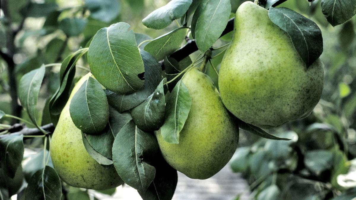 A Pair S Needed If You Re Growing Pear Trees Lifestyles Omaha Com