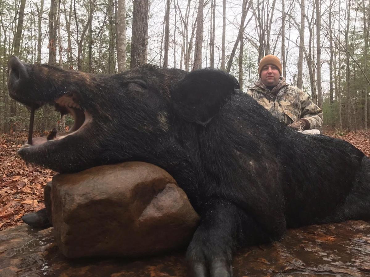 Big boar hunting in Tennessee a change of pace for Nebraskans