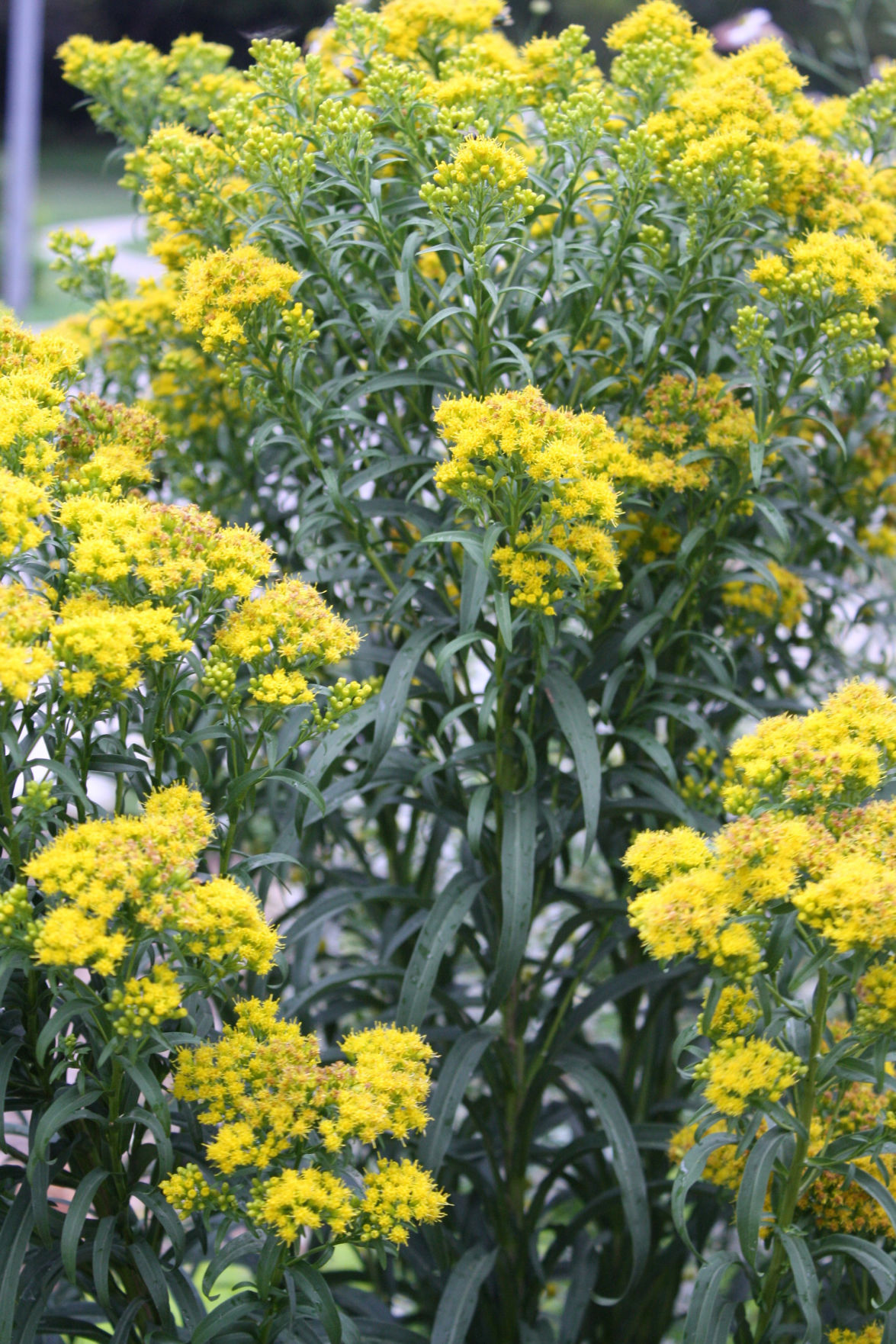 Riggenbach: Goldenrod has varieties for both sun and shade | Living ...