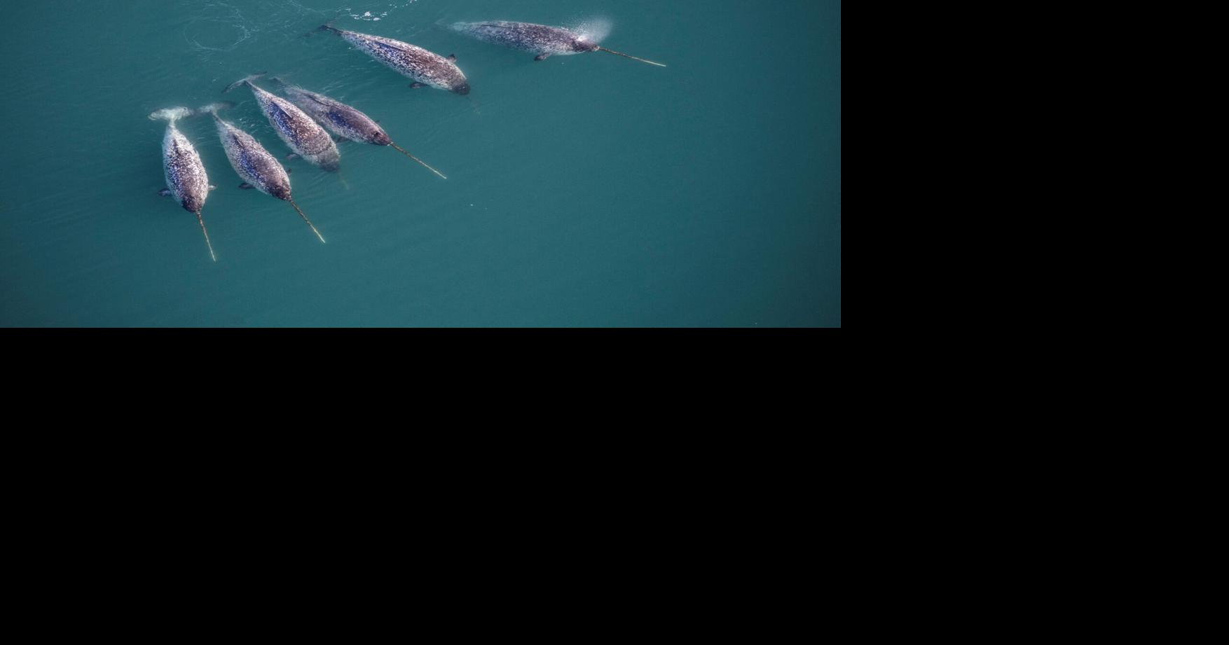 3D X-ray imaging unlocks the secrets of the narwhal's spiral tusk