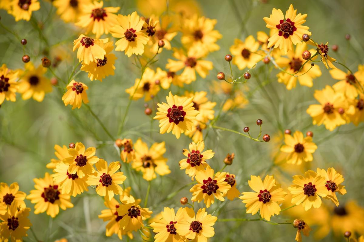 Go on a wildflower hike
