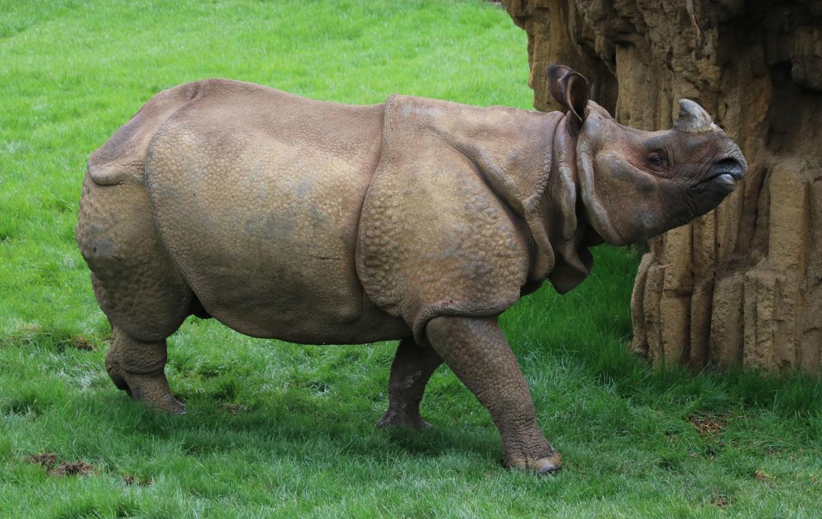 Meet the animals coming to the Henry Doorly Zoo's Asian Highlands