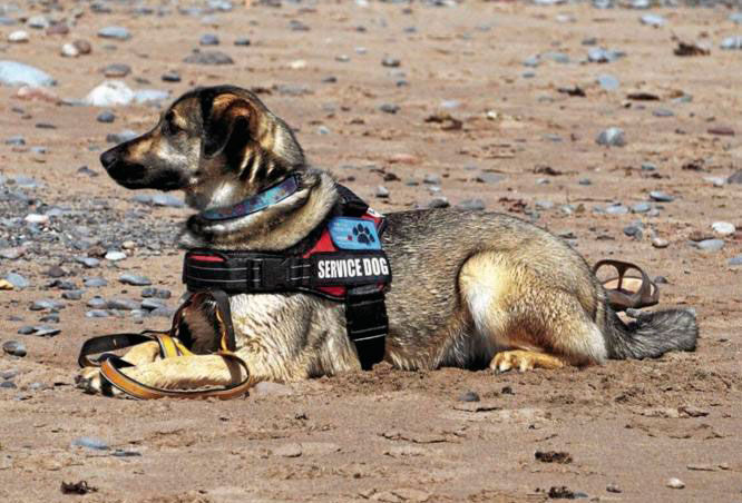 _service-dog-5420330_1920_CMYK.jpg