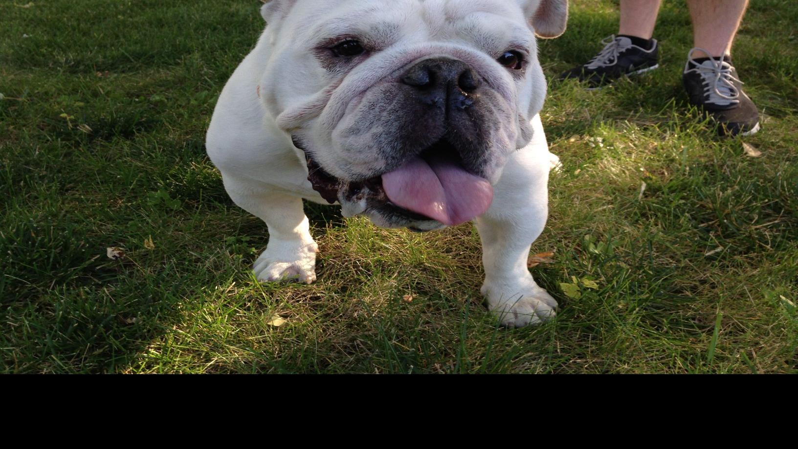 Dog Gone Problems How Can I Stop Our Bulldog From Marking Momaha Omaha Com