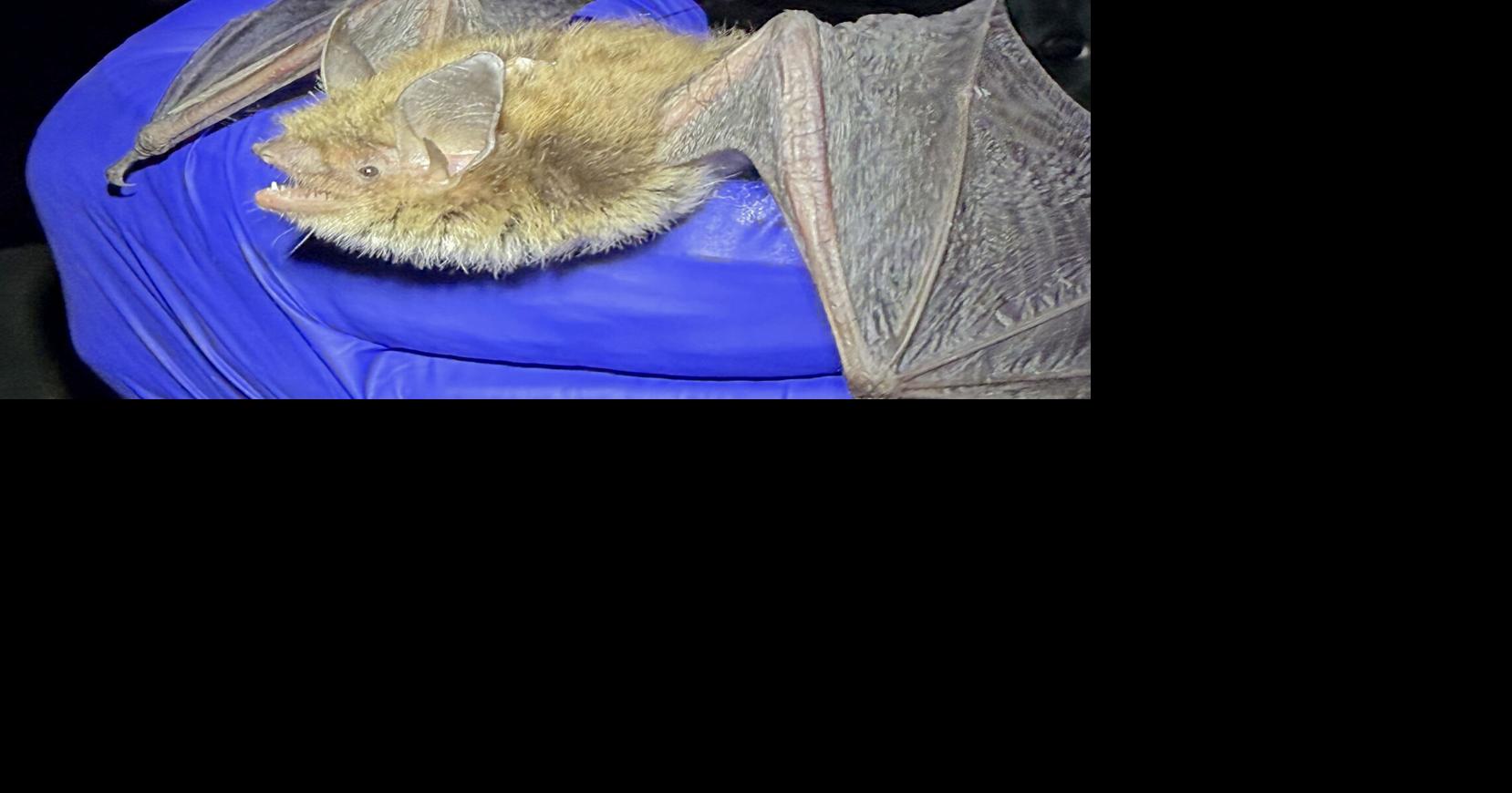 Rare capture of little brown bat a big deal for Nebraska researchers