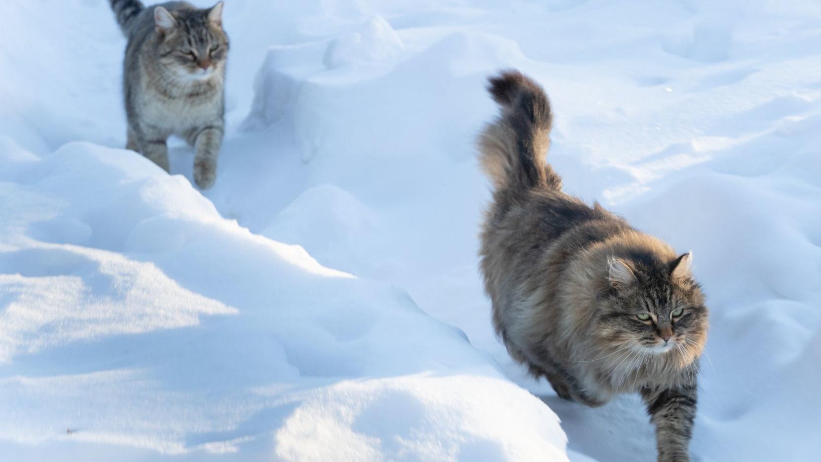 Outdoor cats available for hire, but some animal lovers say cats are annihilating birds - Vimarsana News