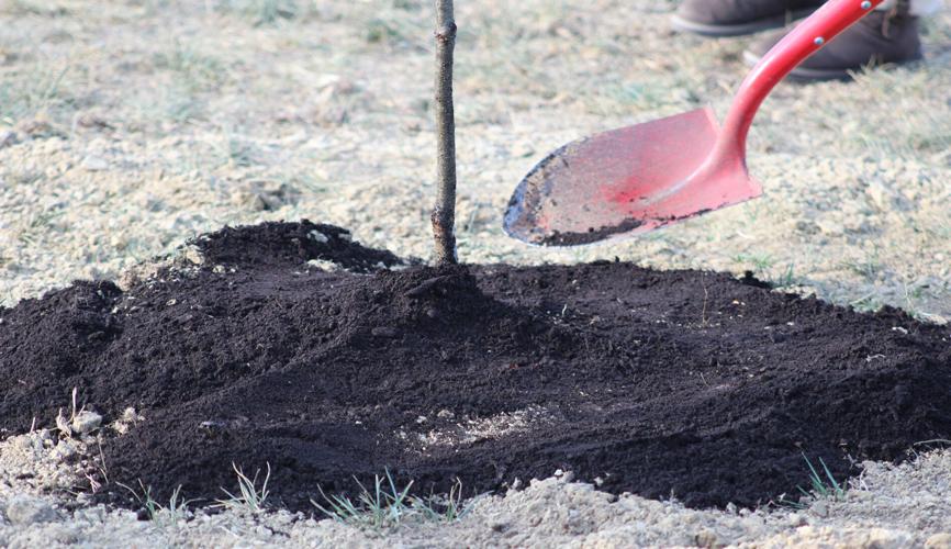 Gretna Arbor Society Tree Planting