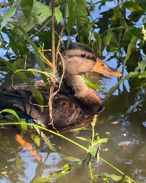 ducktwo.jpg.jpeg