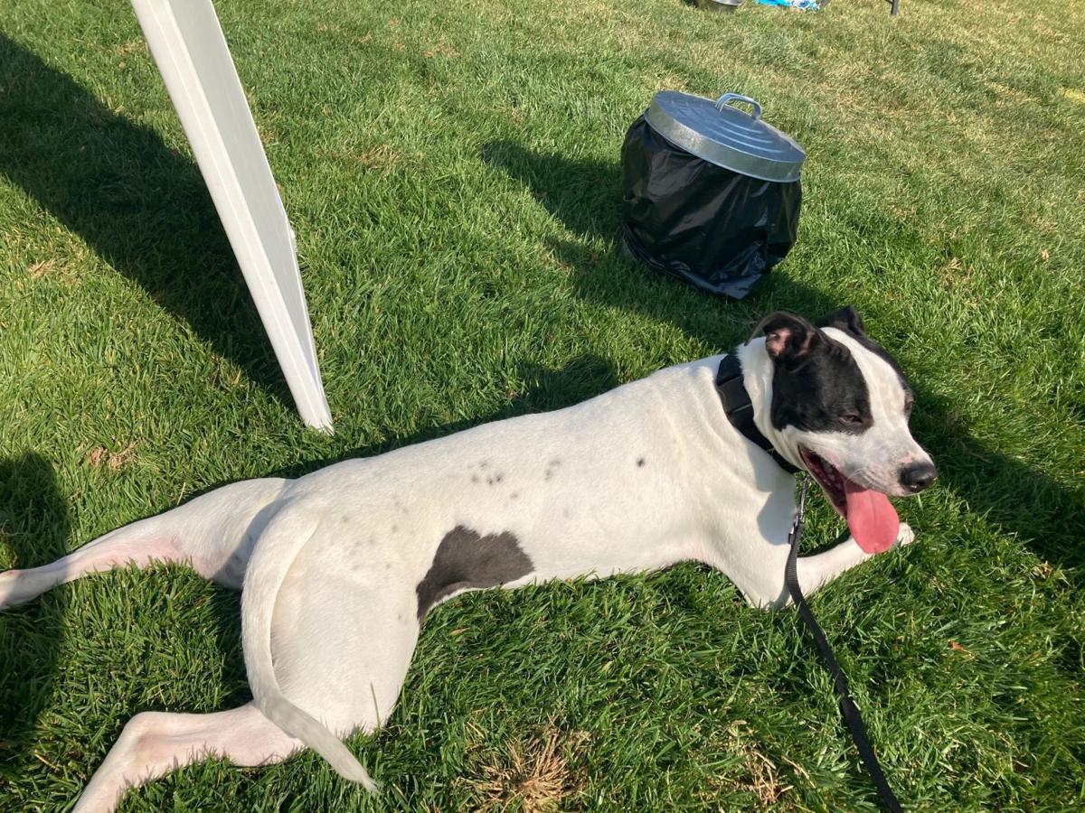 Petey