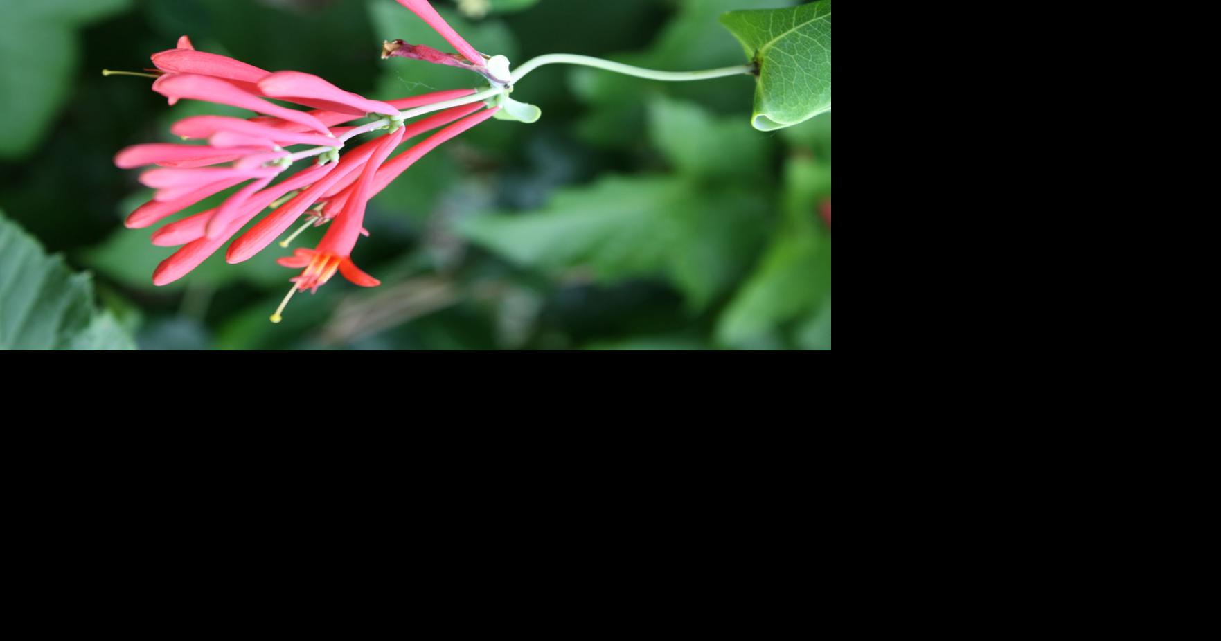Riggenbach: Near-native plants have benefits, drawbacks