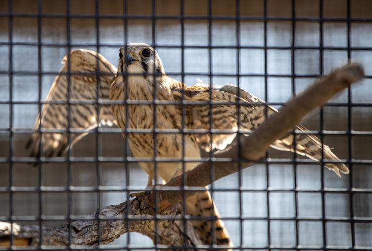 040523-sni-news-ff-raptors-p5