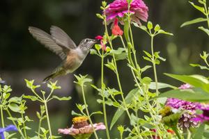 broadtail3byphil.jpg