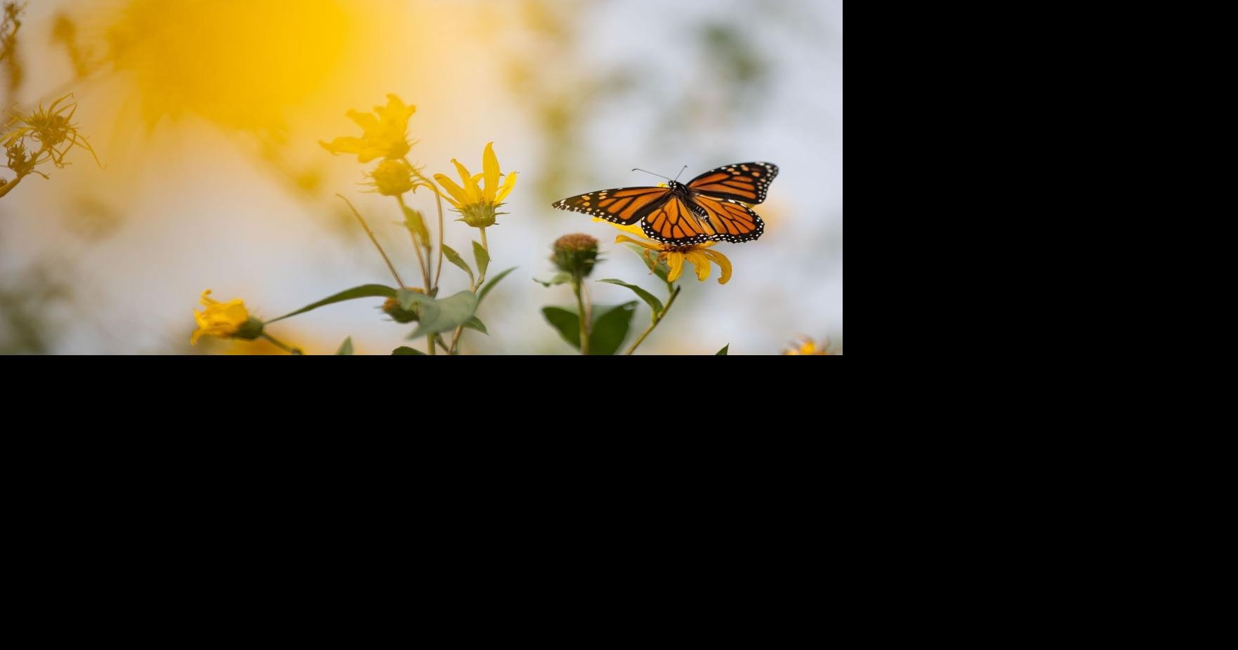 Turn monarch migration into a fun science lesson