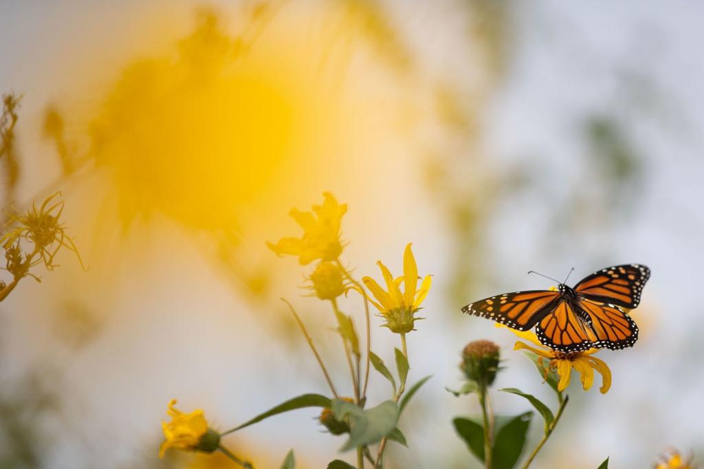 >Spread Your Science Wings With These Facts About Monarch Butterflies Home Garden Omaha Com