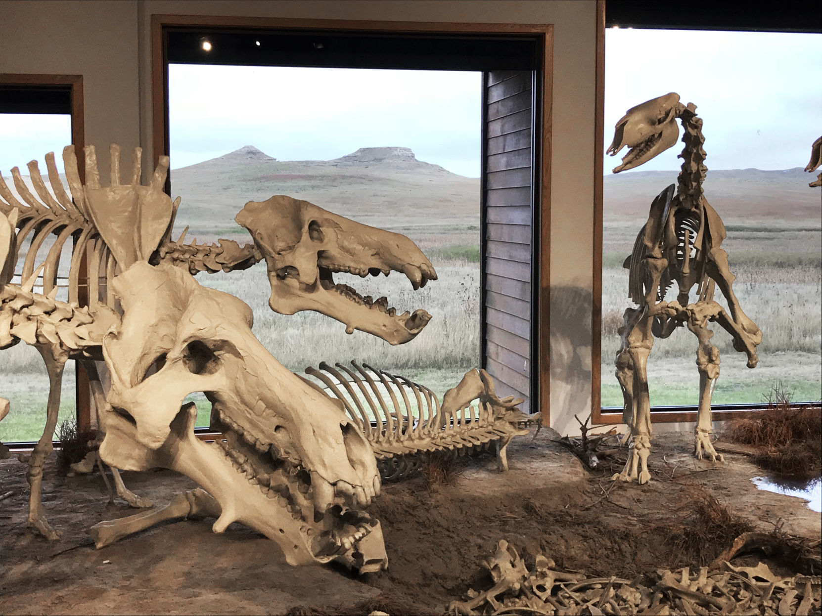 Fossils In Nebraska: A 12-million-year-old Tale That Never Grows Old