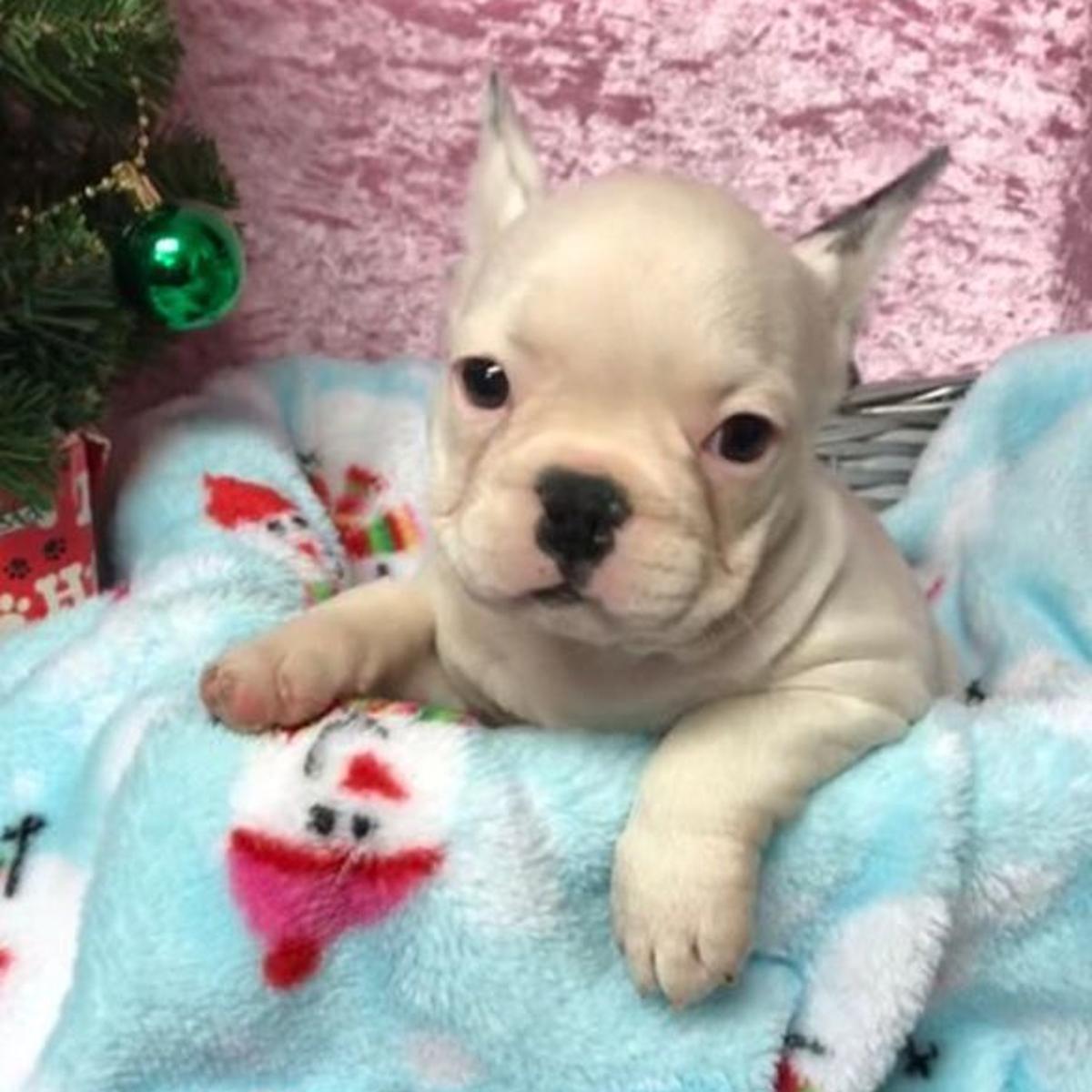 3 Stolen French Bulldog Puppies Returned To Omaha Pet Store