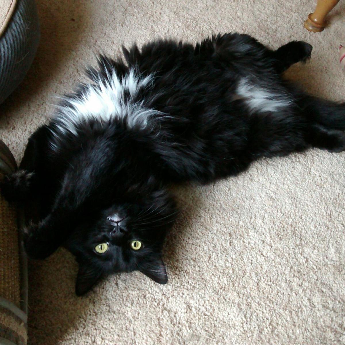 Fight Over Feeding Of Feral Cats Comes To A Head In Ralston We