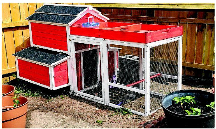 Kearney Resident Urges Council To Allow Laying Chickens Articles Omaha Com