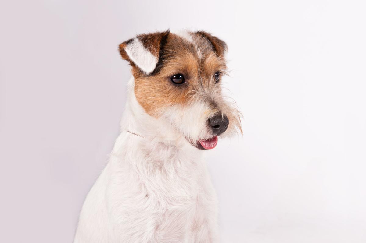 Omaha Dog Pixel Zips Through Agility Course To Win Westminster