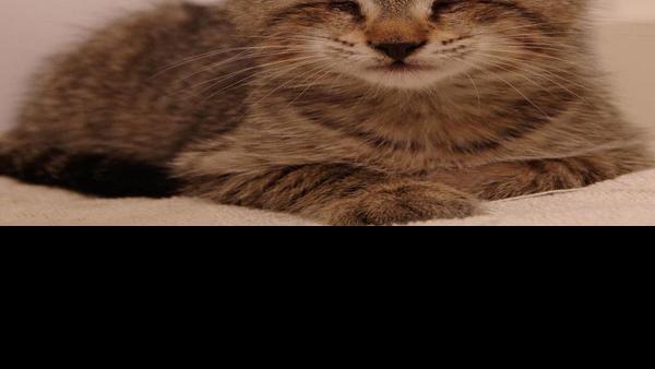 Bookends Adorable Youtube Videos Become Adorable Book