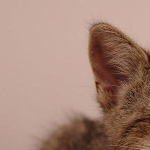 Bookends Adorable Youtube Videos Become Adorable Book