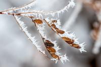 020321-owh-new-frostfeatures-pic-cm009 (gallery)