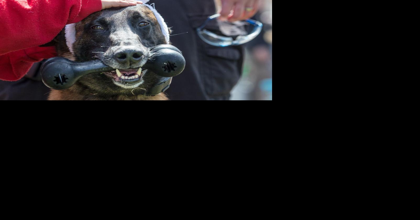 Omaha police dog remembered for his fun personality and dedication to the job
