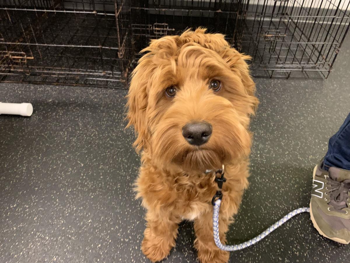 Dog for 11/20/19