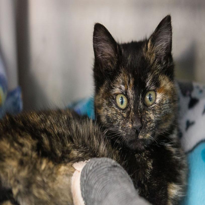 Frostbitten Kitten Found Frozen To Drain Has Leg Amputated But
