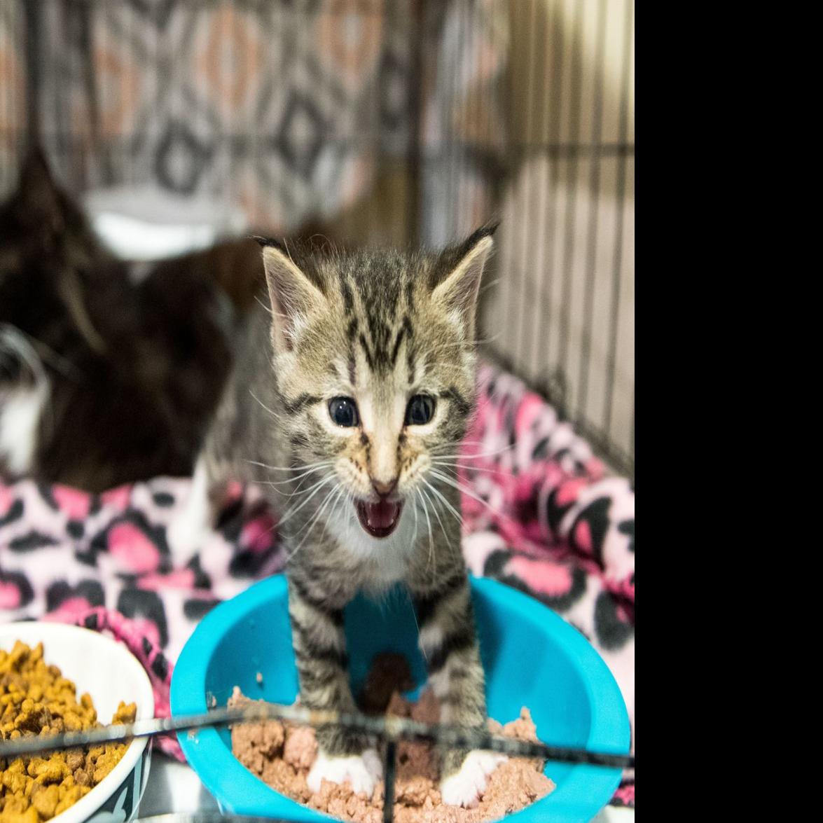 Animal Rescue Group From Fremont Seeks Homes For Cats Displaced By