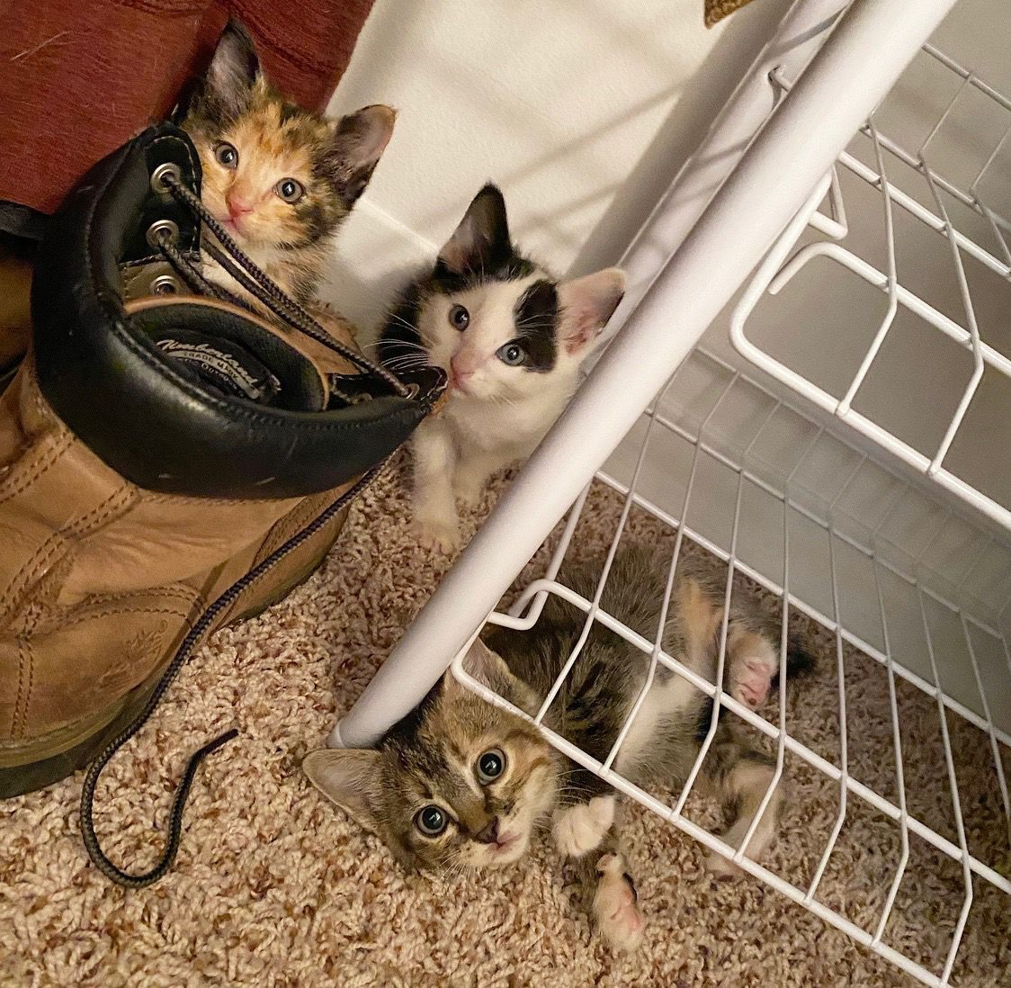 kittens for free yorkshire