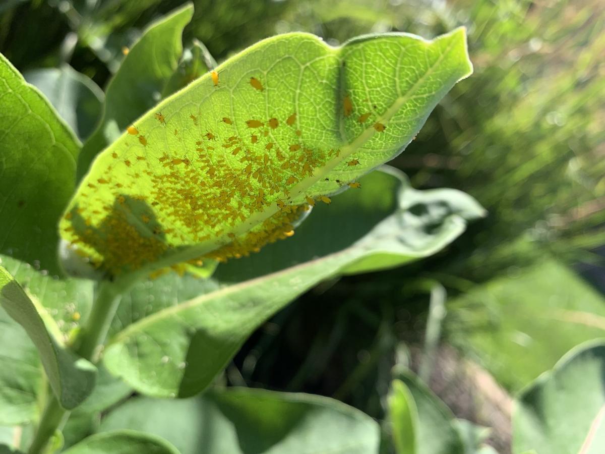 Oleander aphids