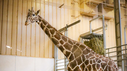 Patriach of giraffe herd at Omaha zoo dies unexpectedly - Vimarsana News
