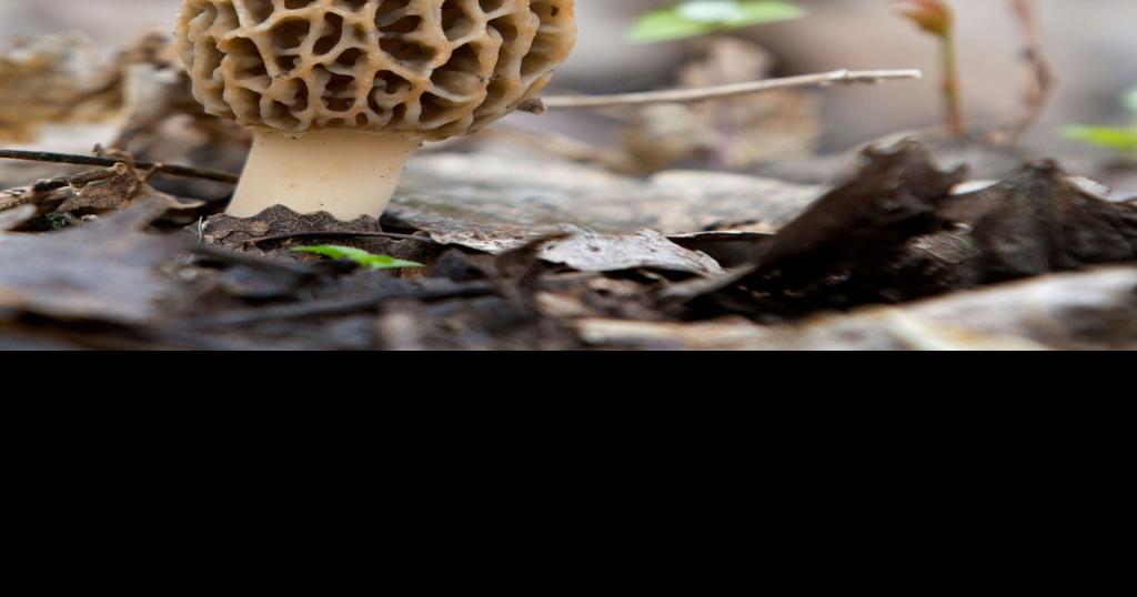 As interest mushrooms, skill pays in hunt for morels