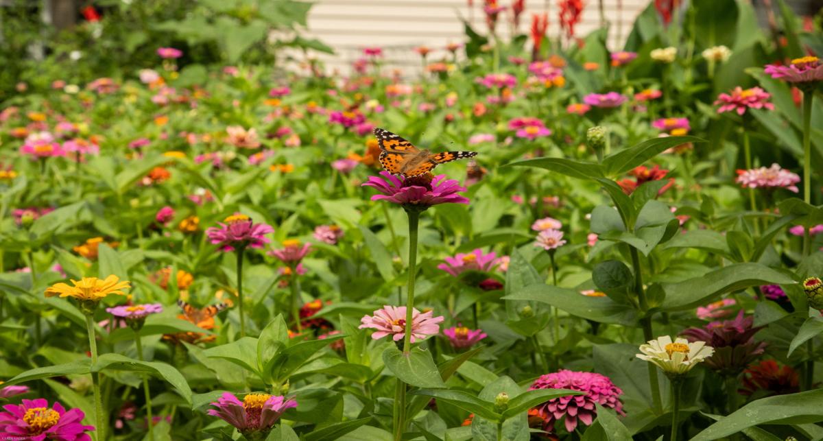 Zinnias Attract Bounty Of Bees Butterflies And Birds To Omaha Garden Home Garden Omaha Com