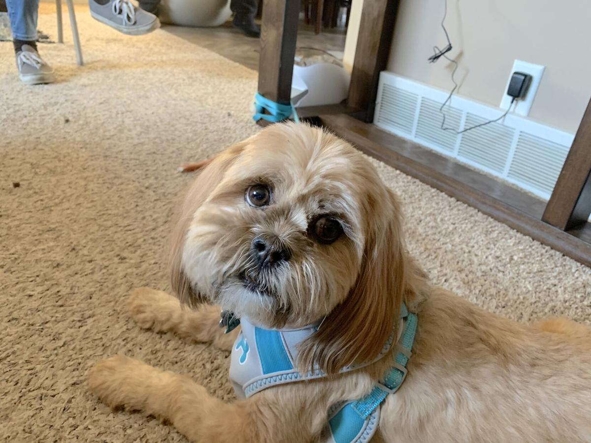 Dog Gone Problems My dog bites me when I try to take her into the groomer