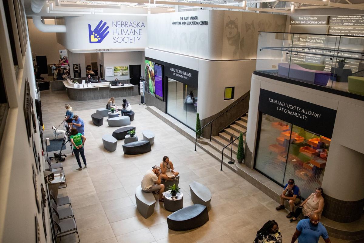 10 neglected dogs rescued and transported to the Nebraska Humane