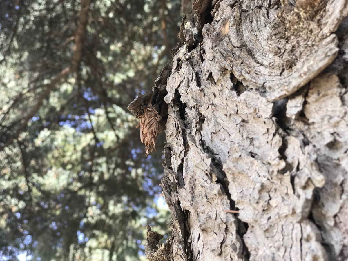Infestation Of Unsightly Bagworms Troubles Omaha Area Homeowners