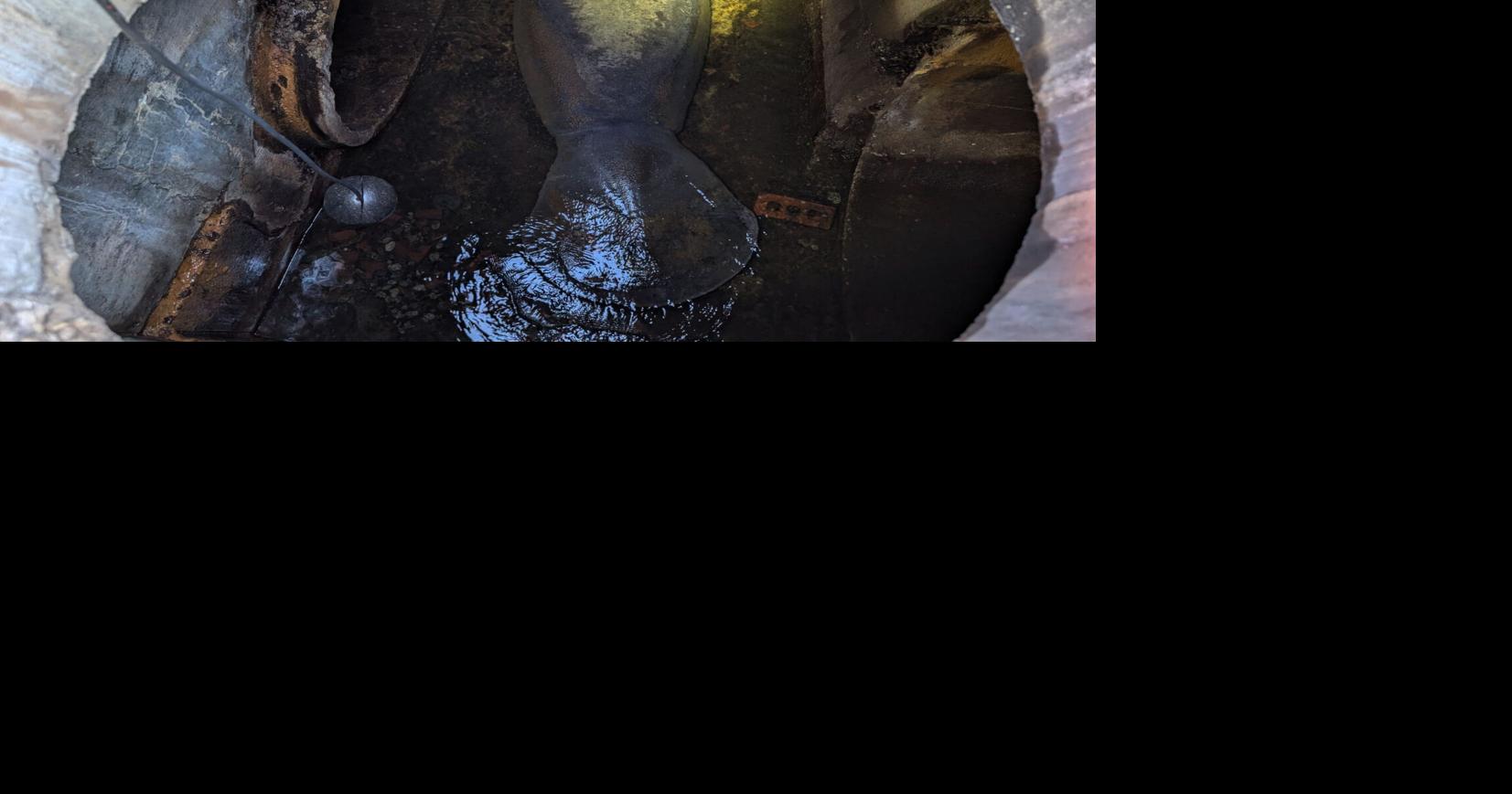 A 410-pound manatee rescued from a Florida storm drain is recovering at SeaWorld Orlando