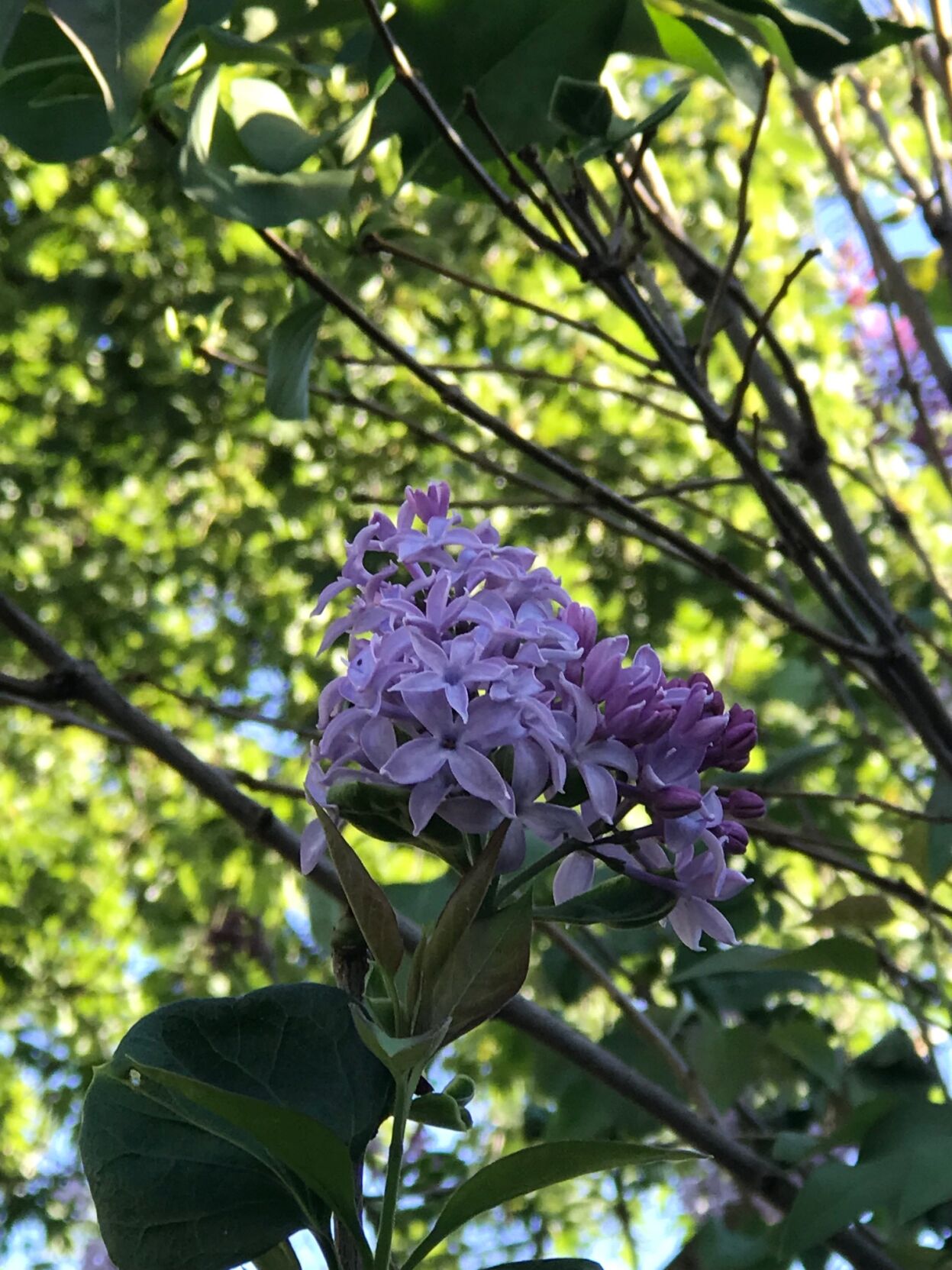 Environmental stress, ill-timed pruning is causing lilacs to bloom