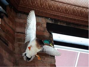 duck.JPG