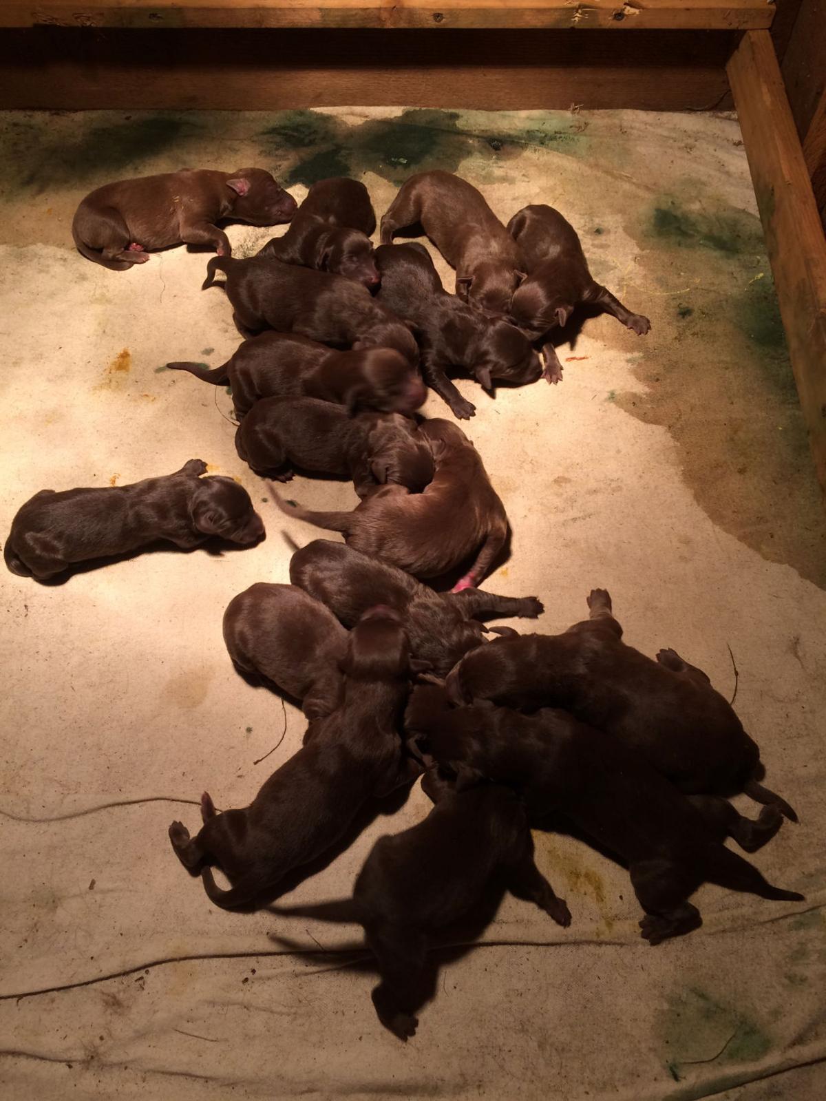 Nebraska Dog Has Litter Of 16 Count Em 16 Puppies Local News Omaha Com Nebraska Dog Has Litter Of 16 Count Em 16 Puppies Local News Omaha Com